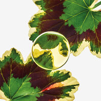 ESENCIA ELIXIR  100ml-214120 ESENCIA ELIXIR  100ml-214120 2